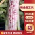 小花玉米花糯玉米彩玉米对接全国各大市场电商平台