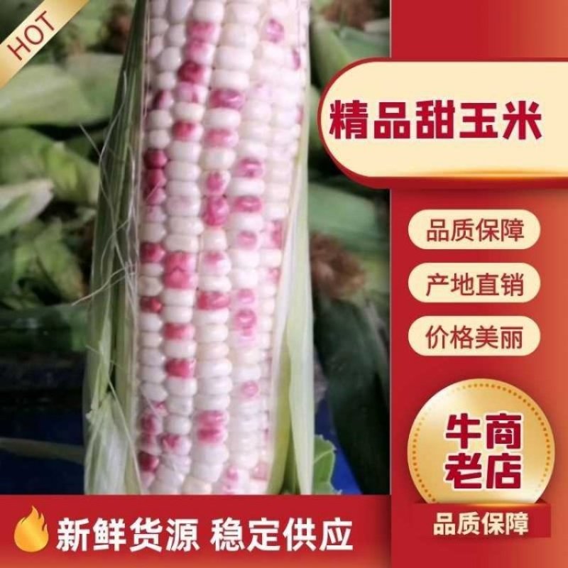 小花玉米花糯玉米彩玉米对接全国各大市场电商平台
