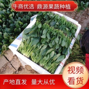 菠菜精品20-28厘米常年供应大量现货欢迎咨询产地直发