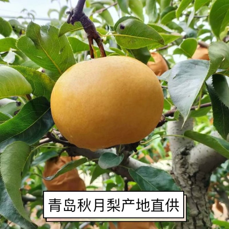 山东平度秋月梨大量上市产地直发量大价优一手货源