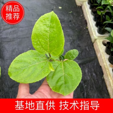 嫁接苗侧牙质量保障，诚信经营，产地直发