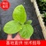 嫁接苗侧牙质量保障，诚信经营，产地直发