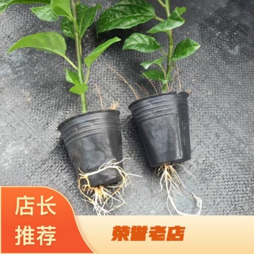 百香果苗嫁接苗产地直发质量保证诚信经营可视频看货