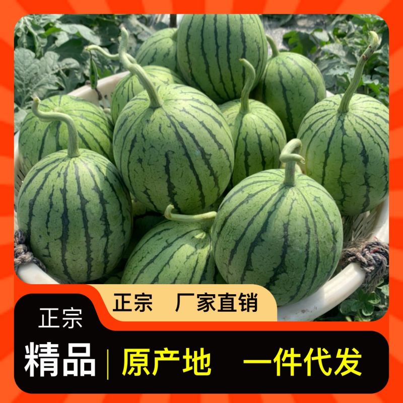 山东威海文登本地西瓜