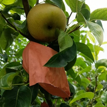 夏至蜜梨产地直销量大质优价格优惠欢迎各大老板采购