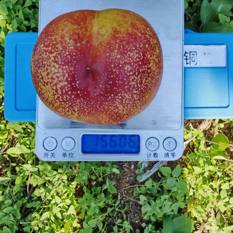 红油桃产地直销量大质优价格优惠一手货源支持视频看货