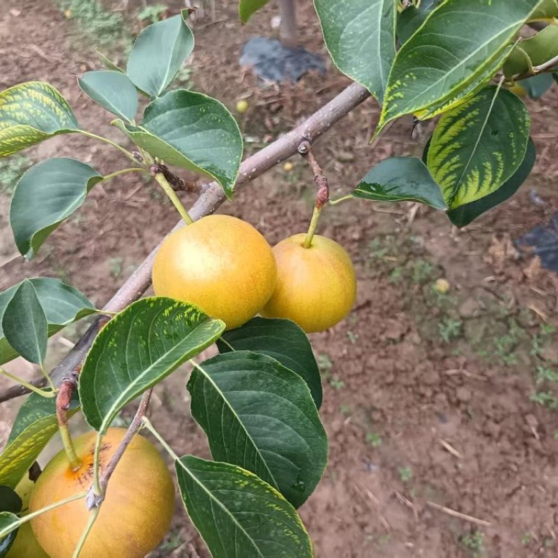 山西红酥蜜梨基地直销保质保量价格优惠欢迎咨询采购