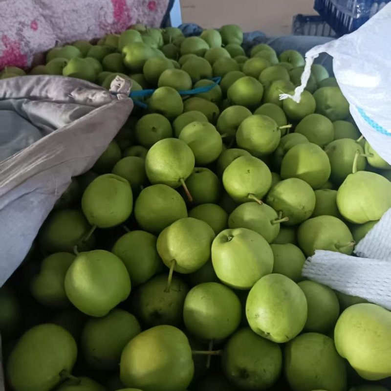 早酥梨产地直销价格优惠一手货源保质保量欢迎采购咨询