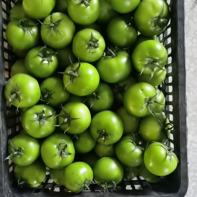 热卖西红柿青番茄基地直销量大质优价格优惠一手货源