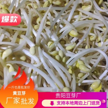 贵阳厂家批发黄豆芽诚信经营货源充足稳定欢迎选购
