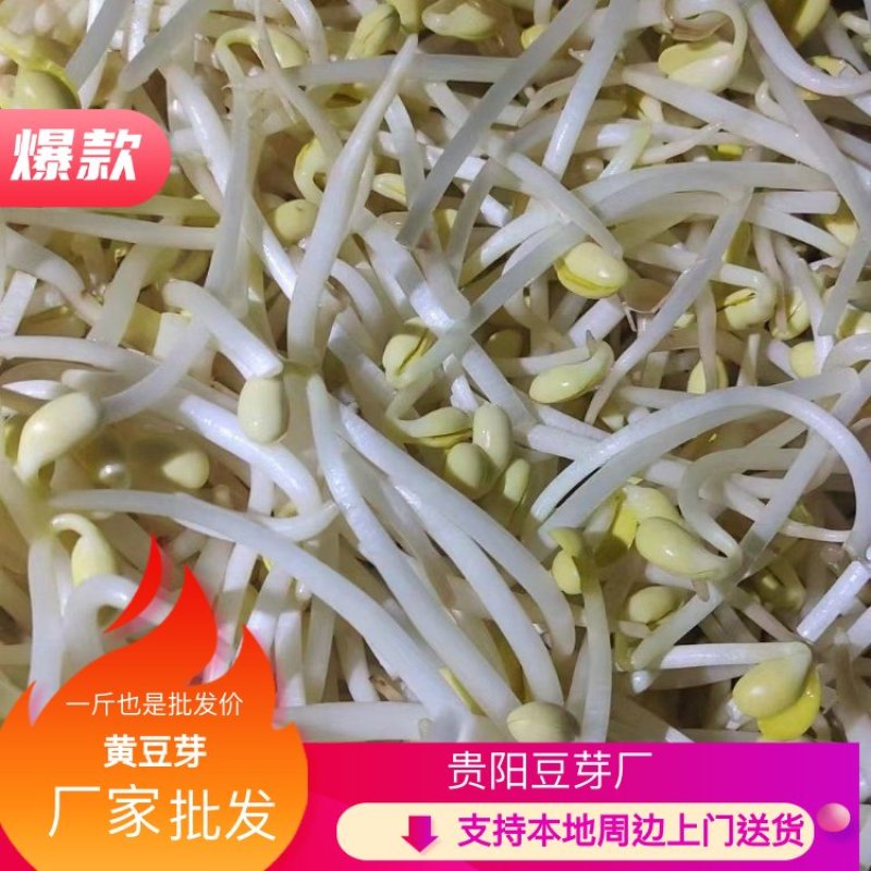 贵阳厂家批发黄豆芽诚信经营货源充足稳定欢迎选购