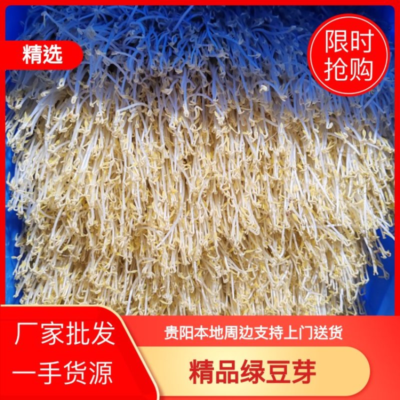 贵阳绿豆芽大量现货厂家直发量大从优欢迎订购