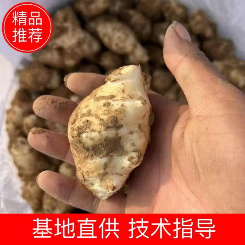 【洋姜】河南三门峡精选洋姜天然种植产地直销可视频看货