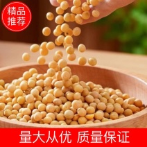 精品黄豆一手货源质量保证产地直发诚信经营欢迎老板
