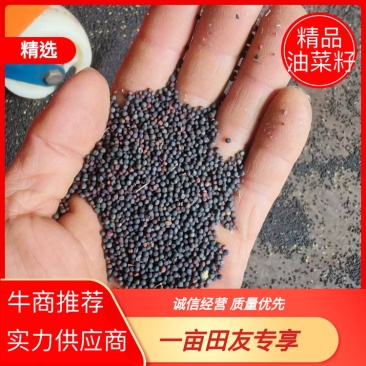 罗平油菜籽高芥酸含油高品质保证诚信经营自己基地欢迎联系