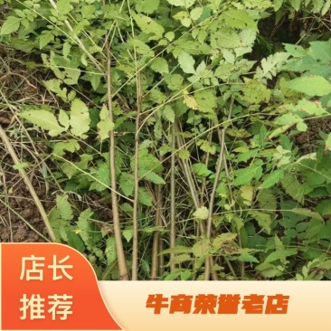 栾树苗保成活率可视频看货可提供技术指导欢迎选购
