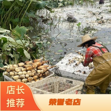 精品莲藕沙地莲藕一手货源质量保证产地直发量大从优