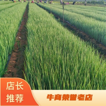 小葱香葱大量上市对接全国市场商超电商社区团购