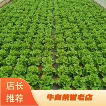生菜（无农残药残）品质上乘量大价优欢迎来电洽谈