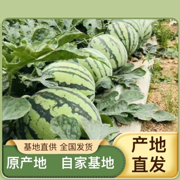 应季西瓜厂家直销、自家果园