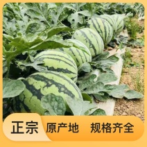 最新日期西瓜欢迎电话咨询