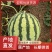 西瓜规格齐全长期供应量大优惠