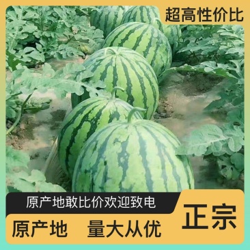 大量西瓜种植，现场采摘，价格低，品质好！欢迎下单！