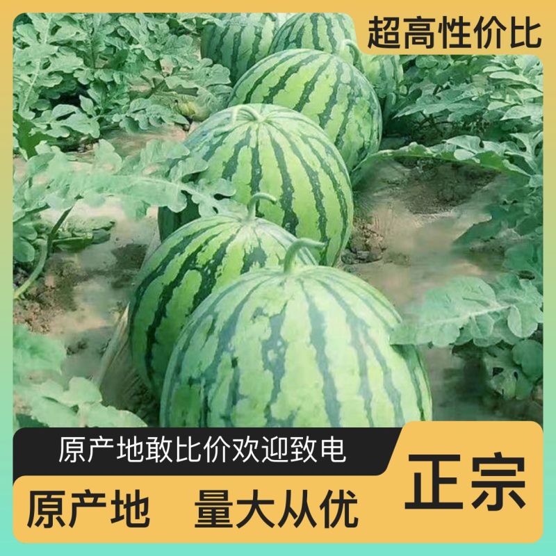 大量西瓜种植，现场采摘，价格低，品质好！欢迎下单！