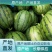 礼品西瓜，小吊瓜，小糖瓜，产地直发，代收代发，全国发货。