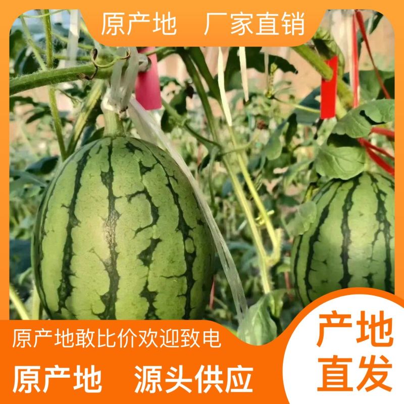 礼品西瓜，小吊瓜，小糖瓜，产地直发，代收代发，全国发货。