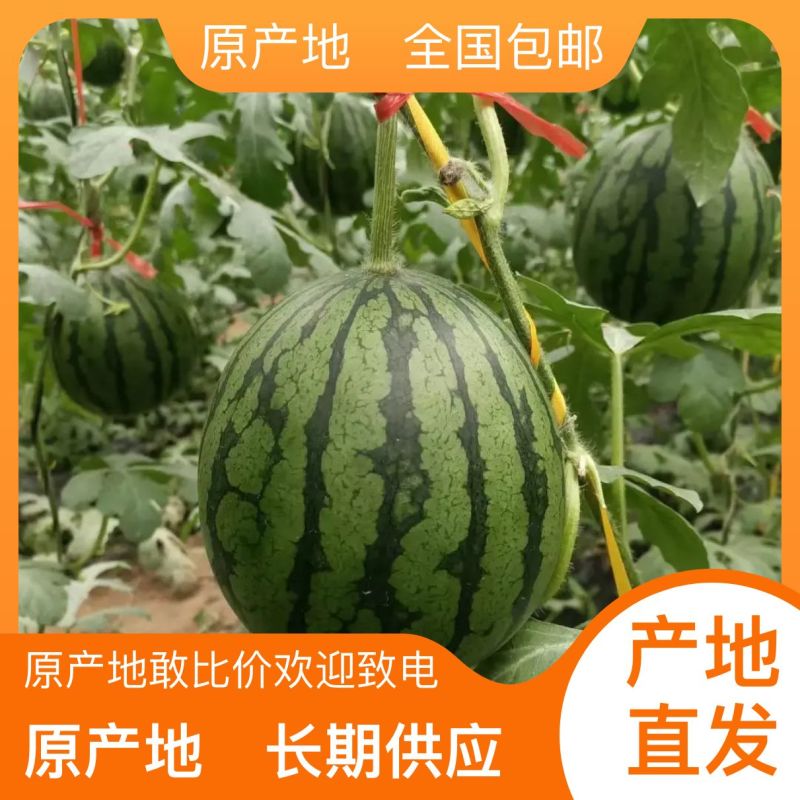 礼品西瓜，小吊瓜，小糖瓜，产地直发，代收代发，全国发货。