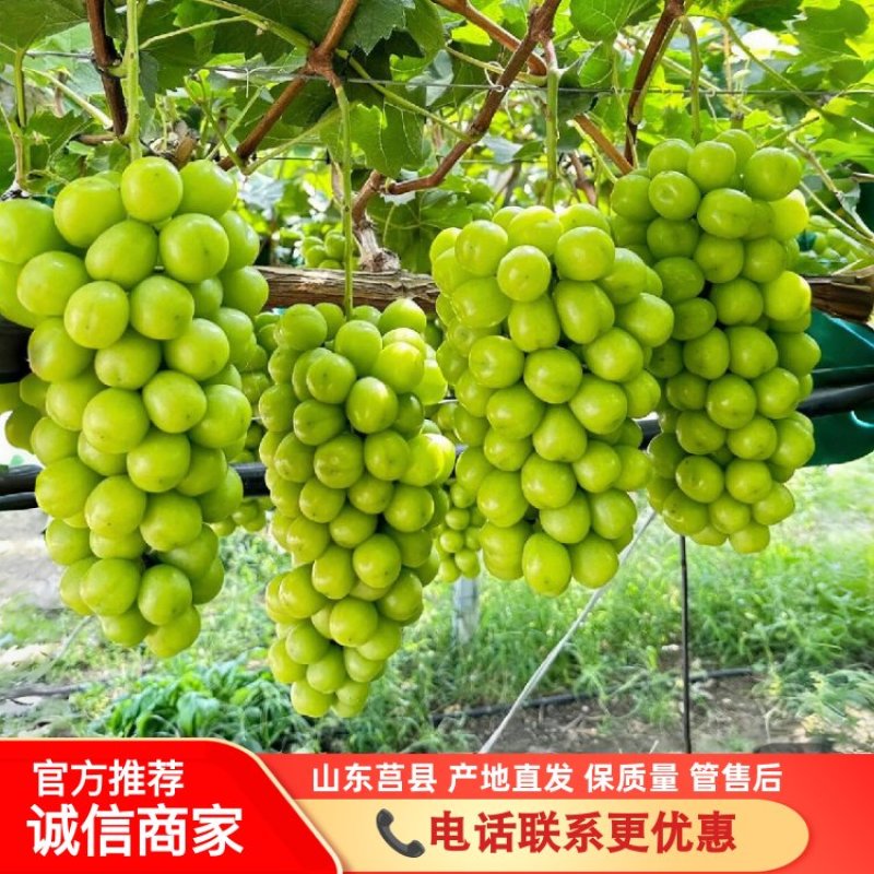 阳光玫瑰，千亩基地，产地直发，各种规格，保质量
