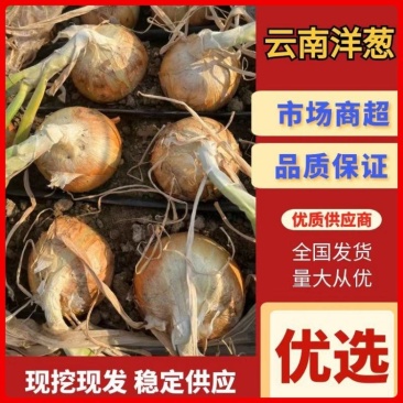 【源头直采】云南精品黄皮洋葱规格齐全可供食堂/电商/商超
