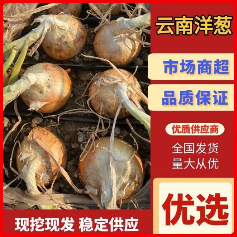 【源头直采】云南精品黄皮洋葱规格齐全可供食堂/电商/商超