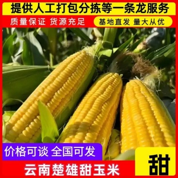 【优选】云南甜玉米产地直发新鲜采摘欢迎来电咨询