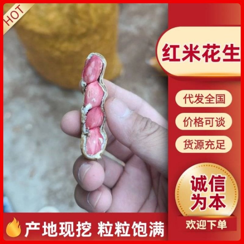 【实力推荐】云南红米花生现货现发量大价优可视频看货
