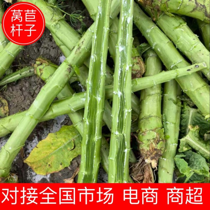 莴苣杆子莴笋杆子基地直发量大从优欢迎来电咨询