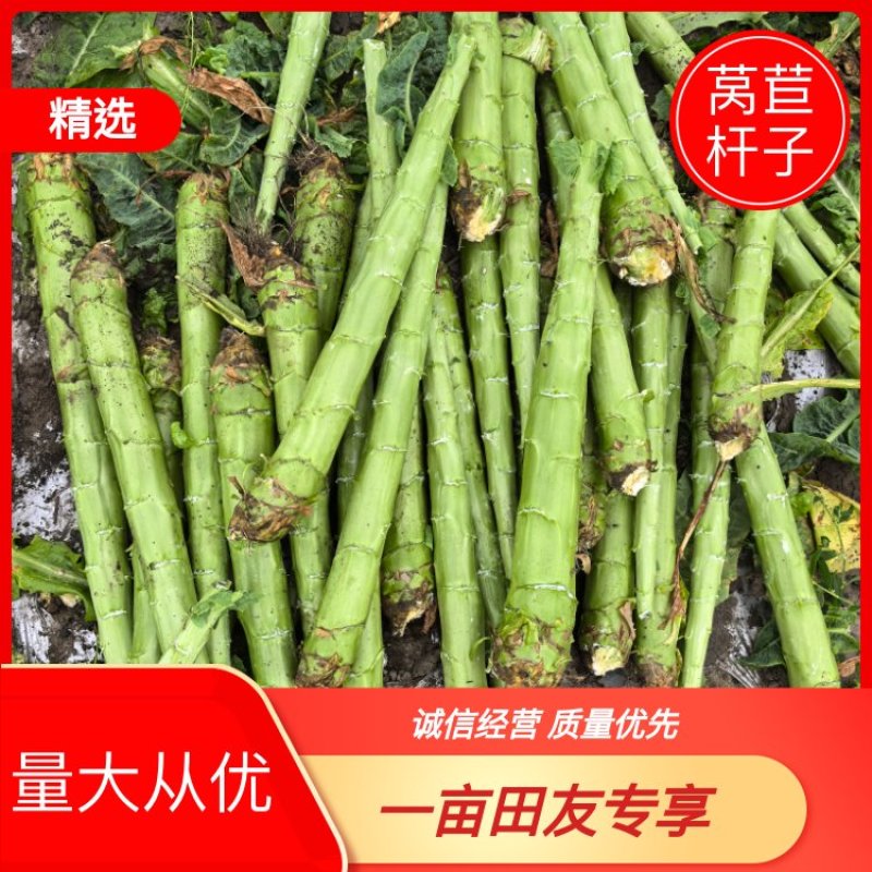 莴笋杆子四川莴苣杆子量大从优品质保证欢迎咨询