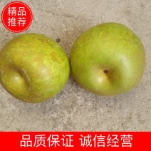 翠冠梨品质保证货源充足产地发货价格低欢迎联系