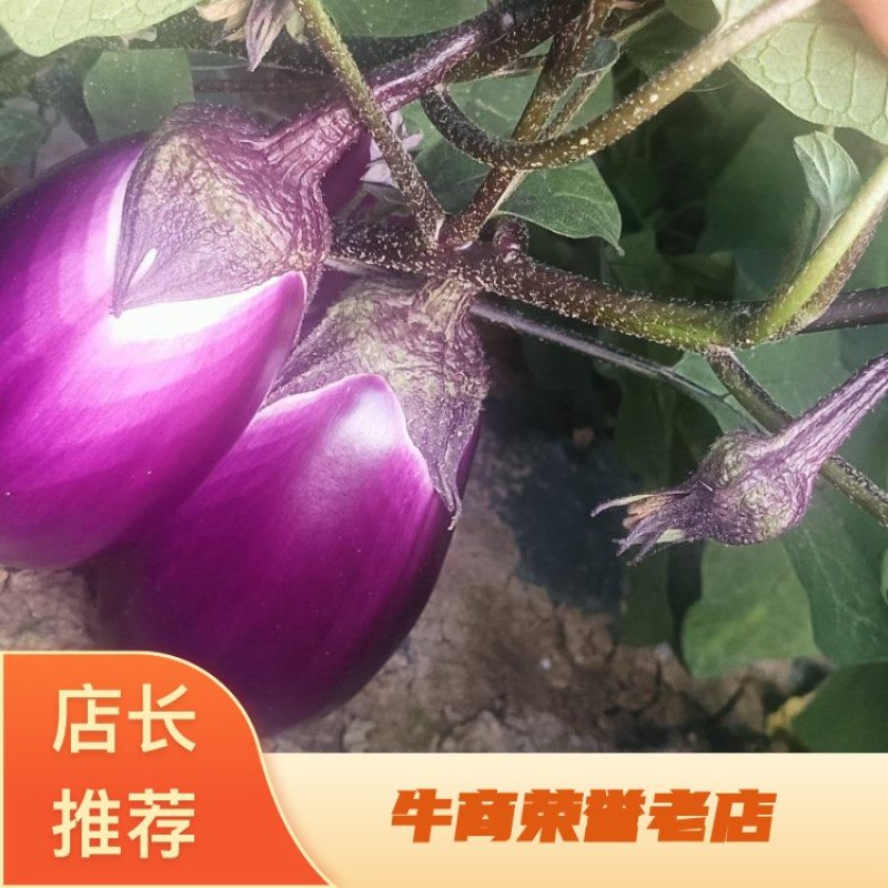 陕西精品茄子，勉县茄子，大量上市，全国直发，欢迎咨询