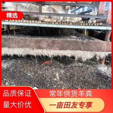 自然发孝羊粪大量供应产品货源充足欢迎来电洽谈价格优惠