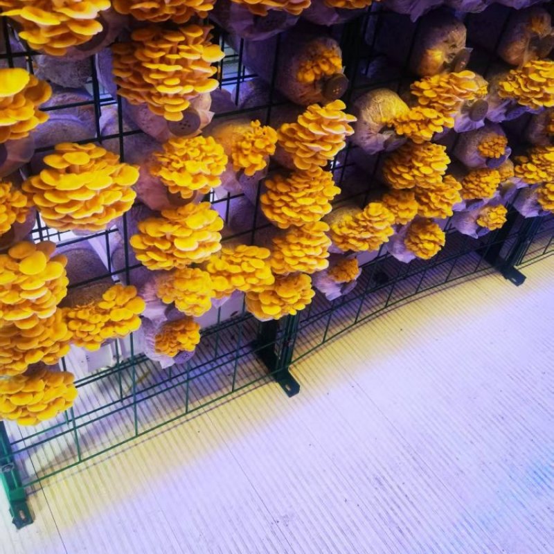 【热卖】蘑菇榆黄菇量大质优价更优基地直销欢迎采购