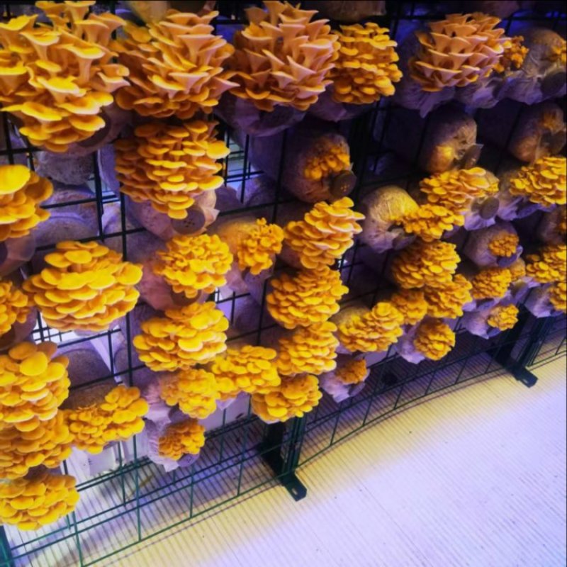 【热卖】蘑菇榆黄菇量大质优价更优基地直销欢迎采购