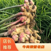 贵州精品生姜
