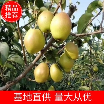 【热卖推荐】陕西精品红香酥梨口感酥甜产地价格批发大吨位供应