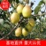 【热卖推荐】陕西精品红香酥梨口感酥甜产地价格批发大吨位供应