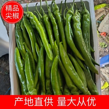 尖椒山东尖椒基地直发提供一条龙服务代发全国市场