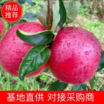 【红露苹果】云南昭通红露苹果产地直销量大从优可对接市场