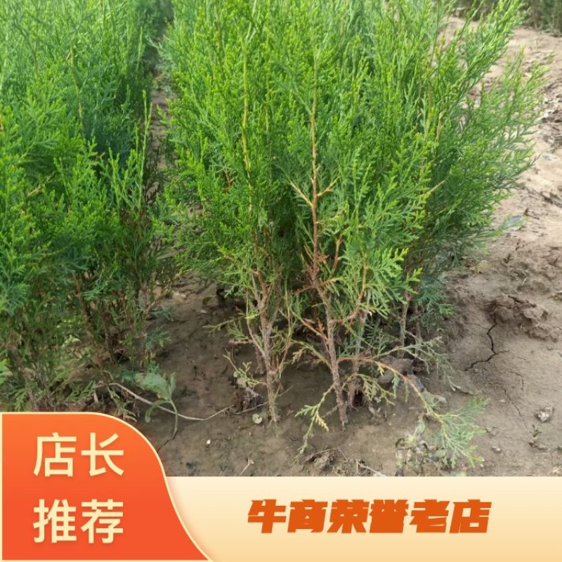 河北侧柏60-150柏树侧柏绿化苗木规格齐全量大价优