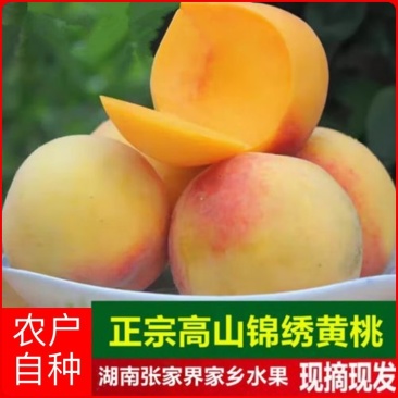 【包邮】湖南张家界锦绣黄桃现摘现发一手货源欢迎下单